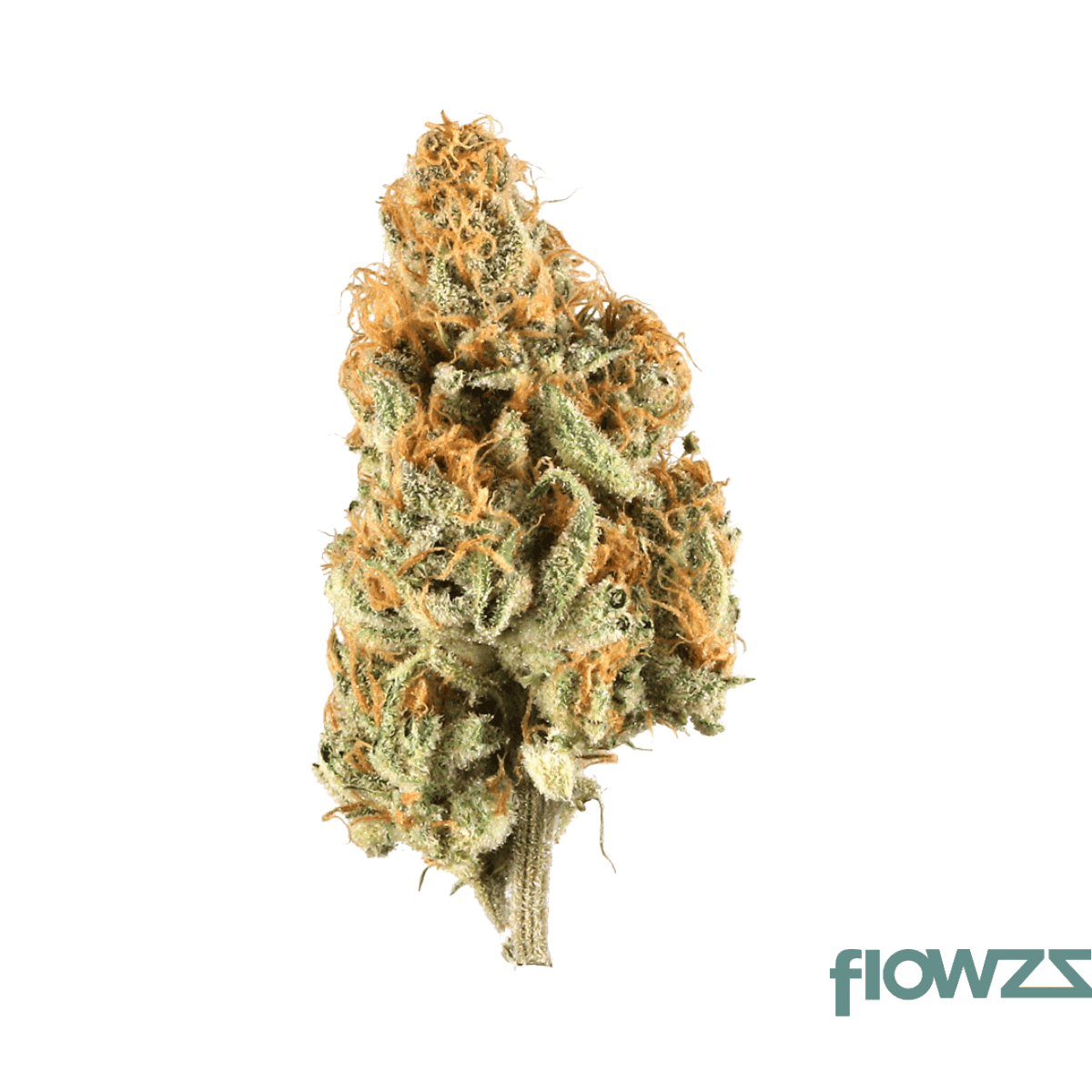 gt-strong-drop-30-1-cookies-og