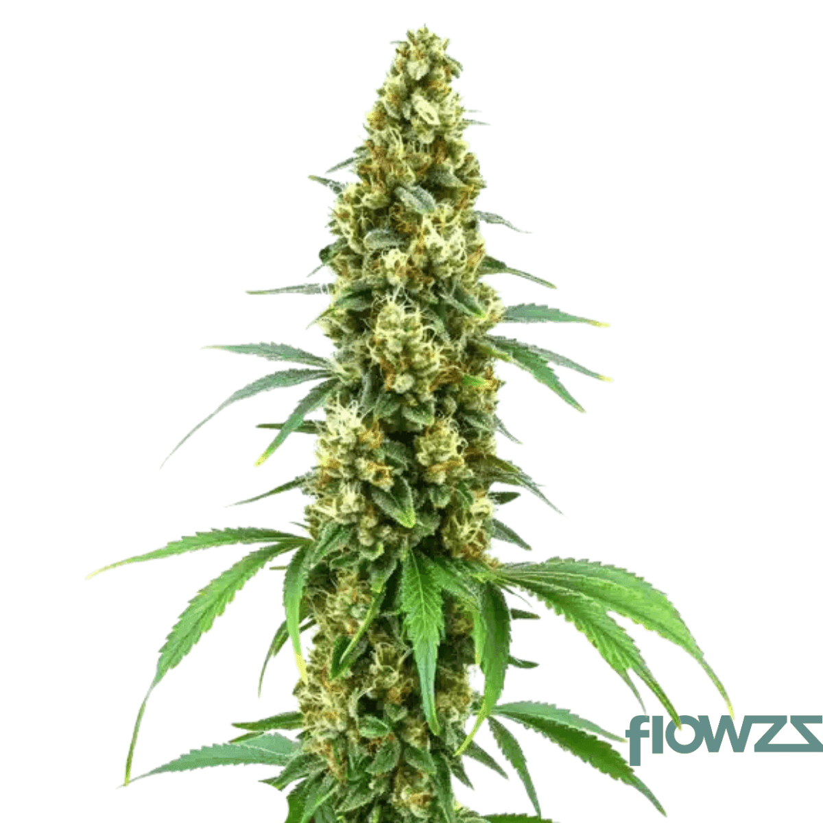 francos-lemon-cheese