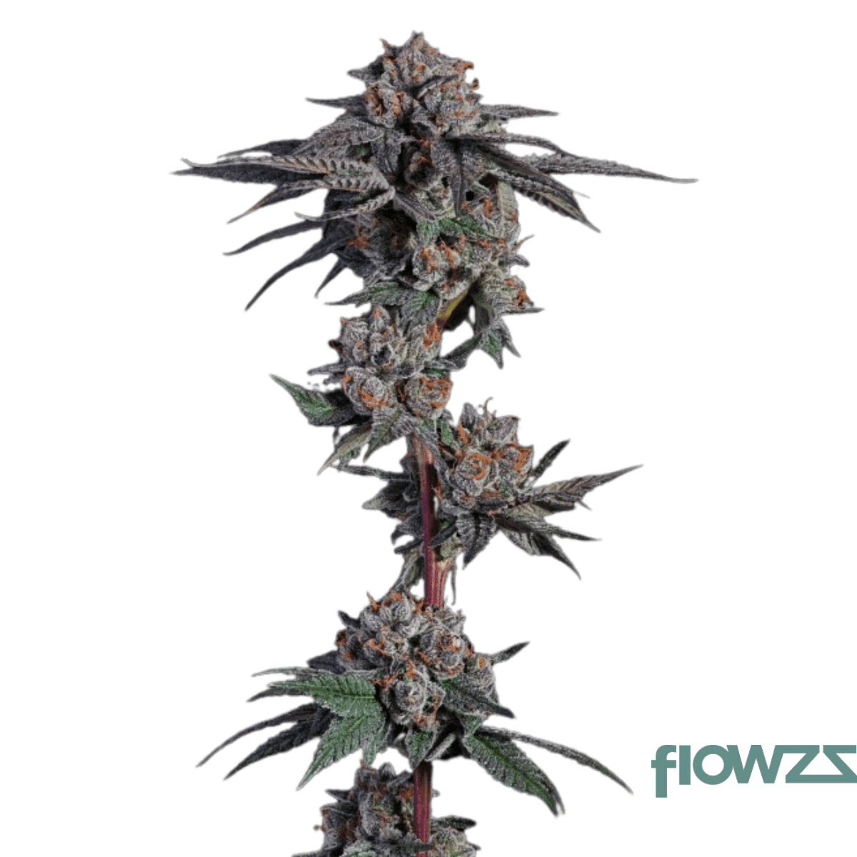 now-n-later-x-jet-fuel-gelato