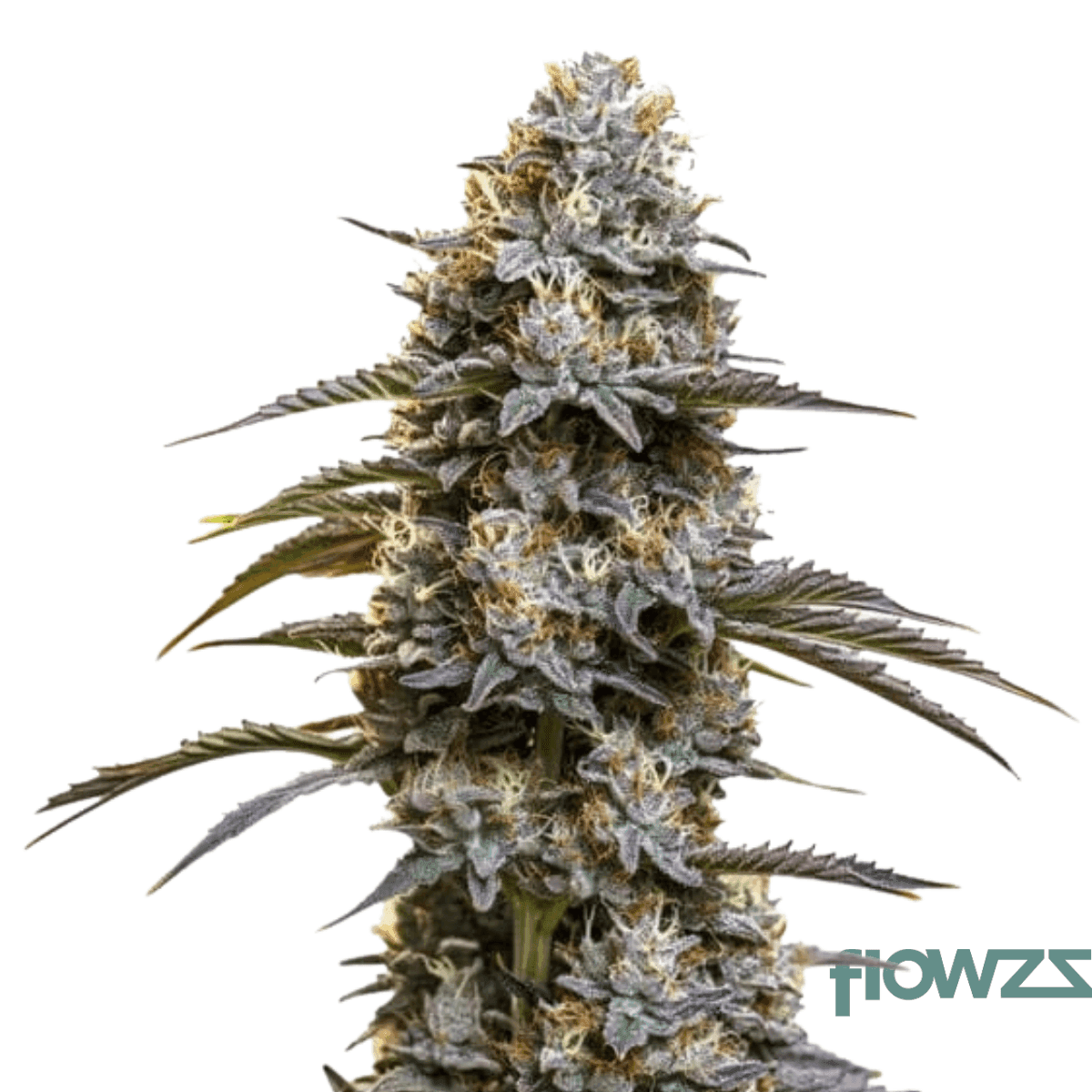 Thailand x Wild 501stOG x Purple Malawi