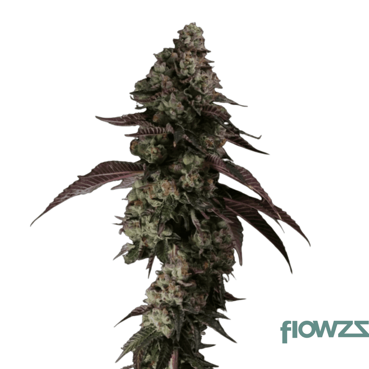 gmo-x-jet-fuel-gelato