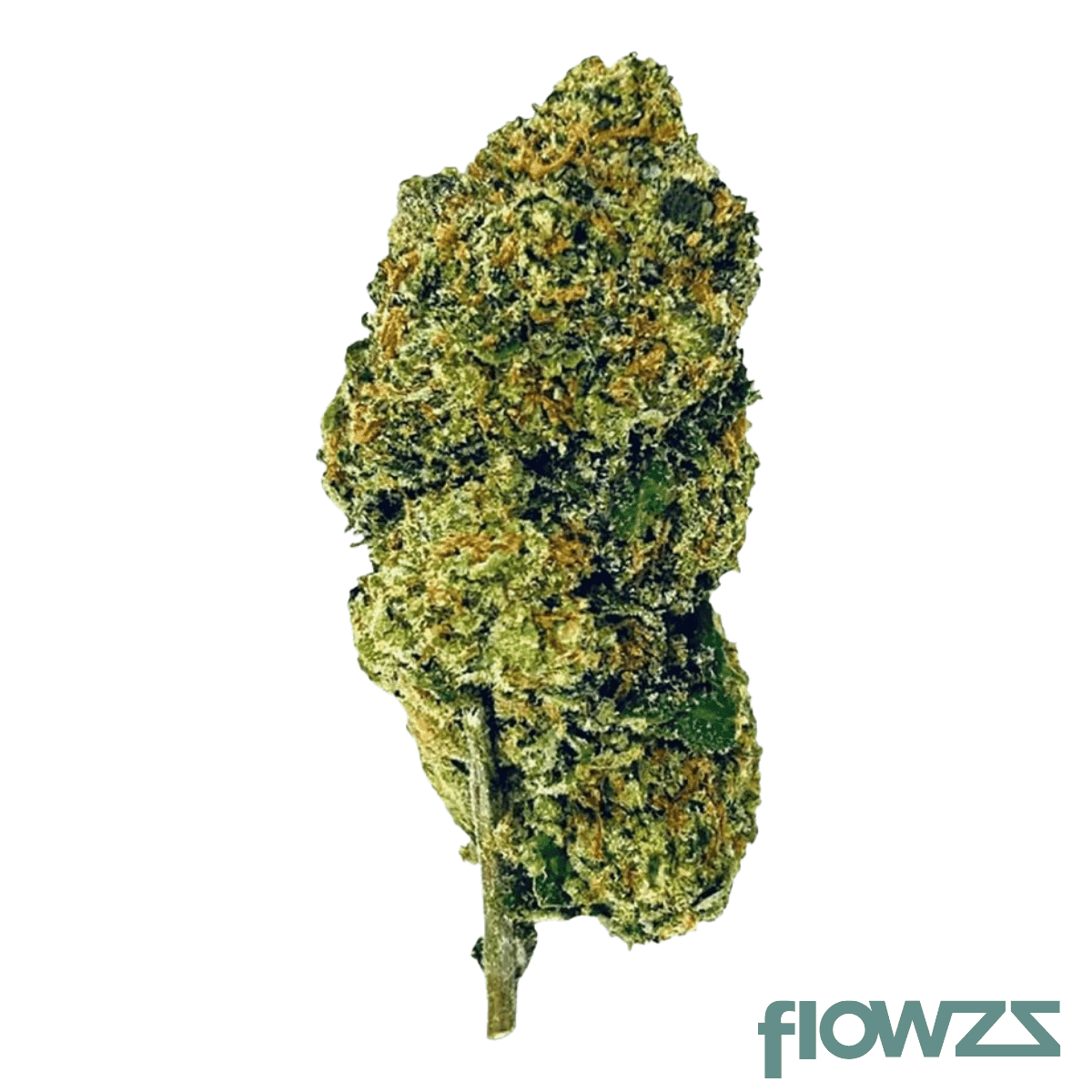 medical-saints-24-1-ggl-green-glow