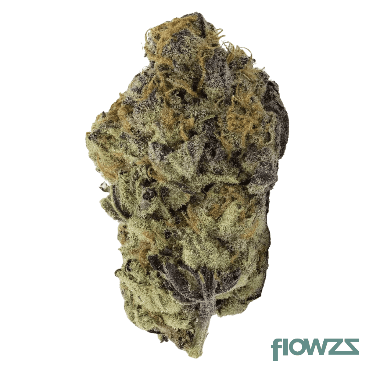 eufloria-24-1-bcp-black-cherry-punch