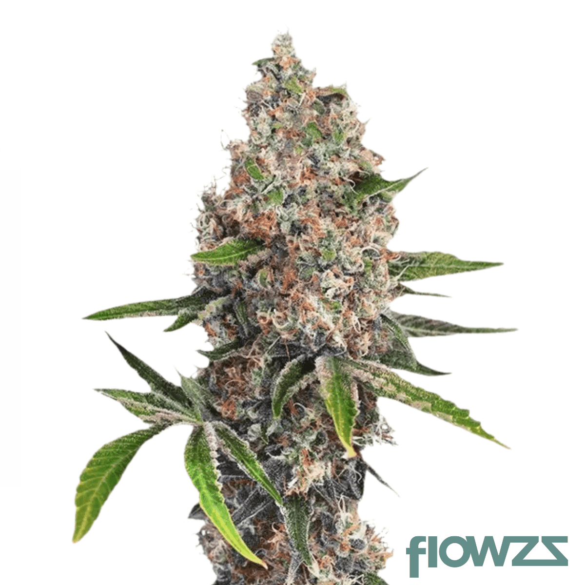 cherry-pie-kush-x-og-kush