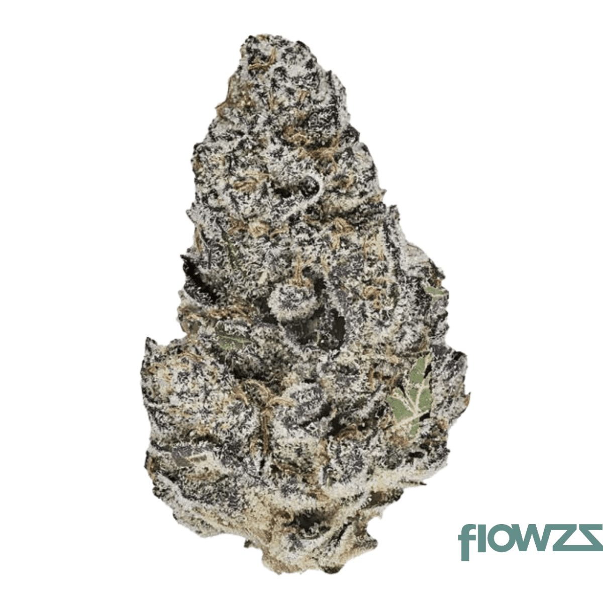 enua-30-1-blue-l-ca-blue-lobster