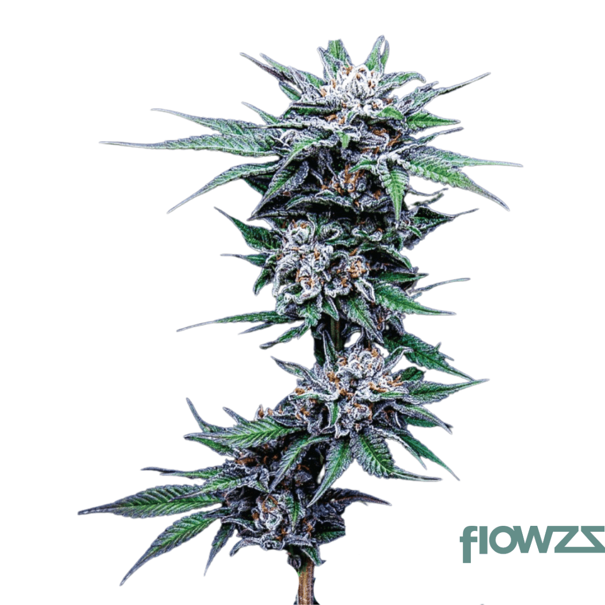 slightly-stoopid-fruits