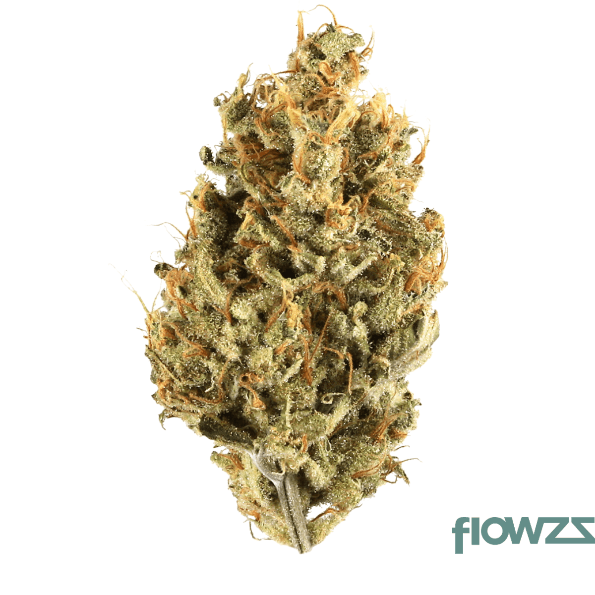 cresco-rse-36-1-jack-black