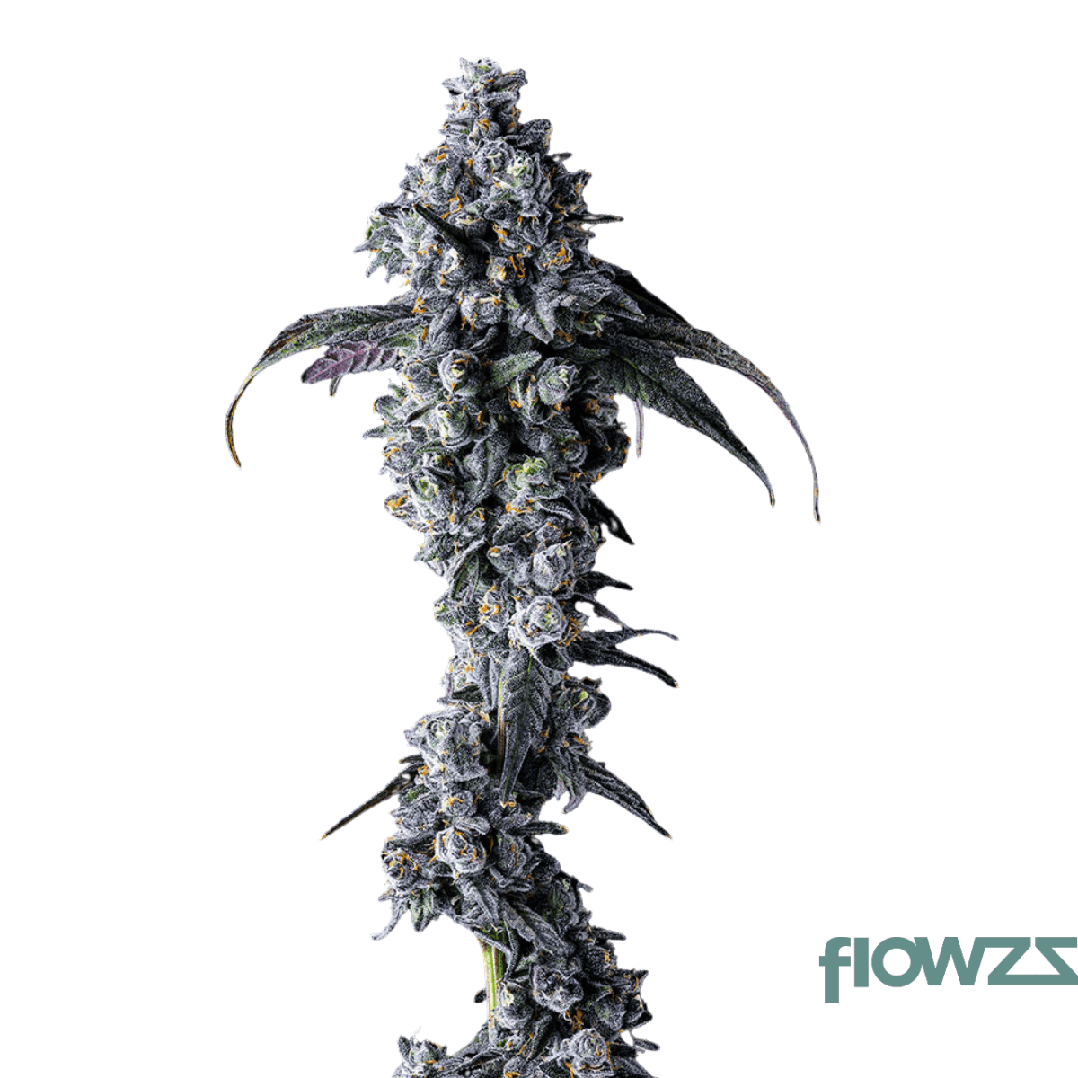 purple-toque