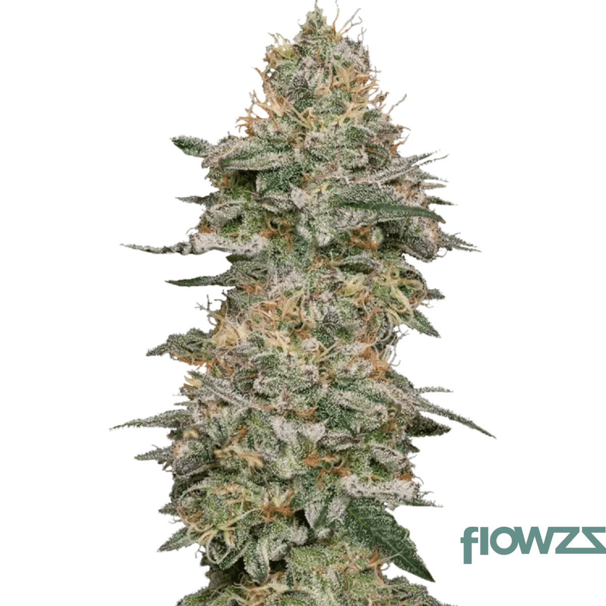 divorce-cake-x-jungle-cake