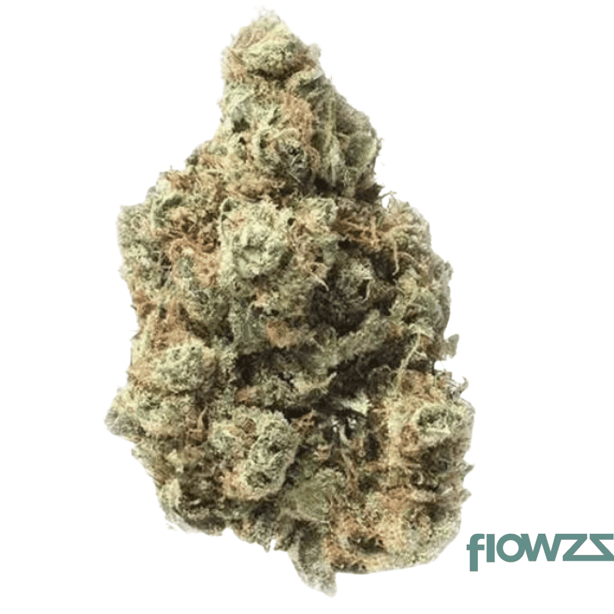 czech-out-18-1-wow-maui-wowi