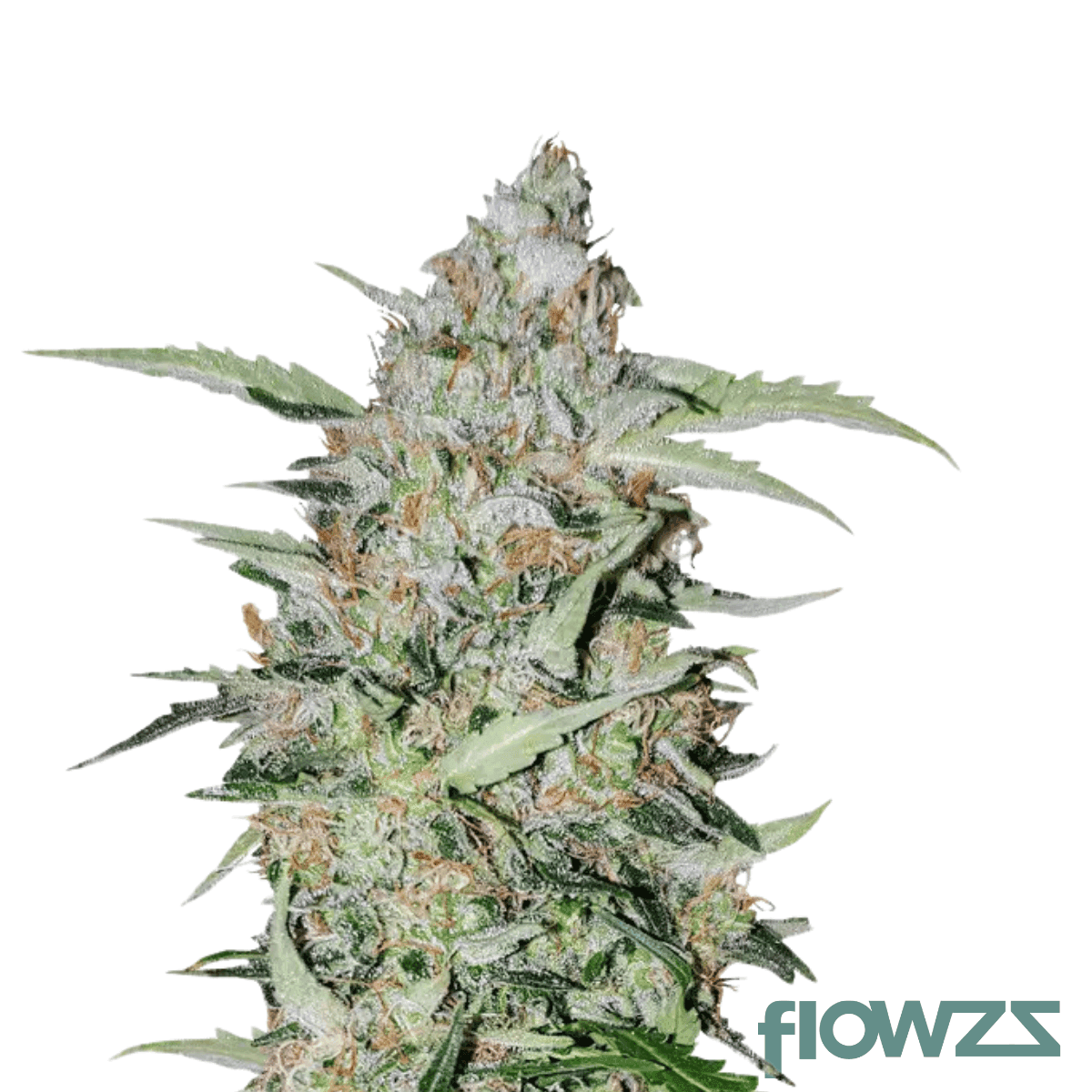 cookies-gelato-ya-hemi