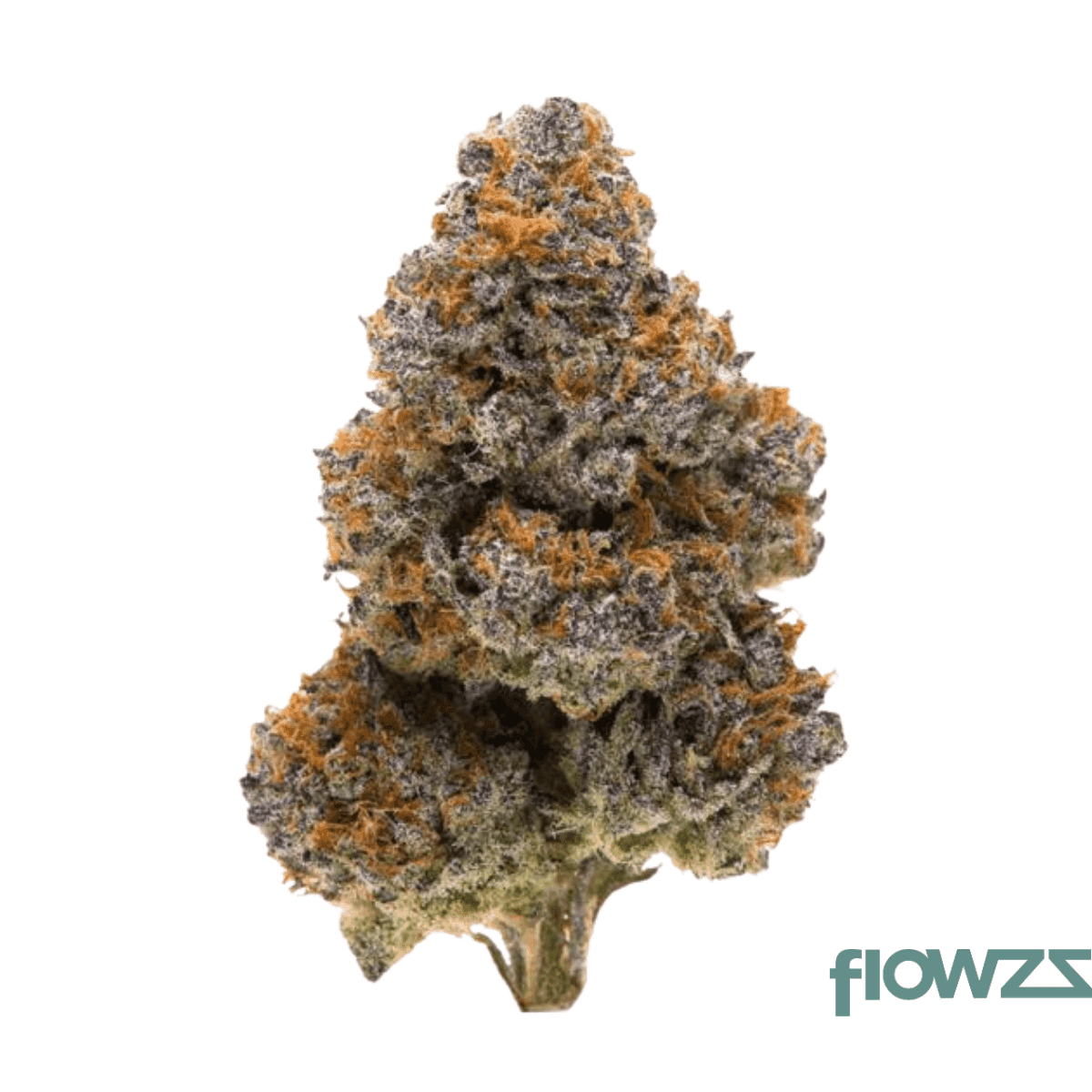 social-choice-18-1-alb-csh-cement-shoes