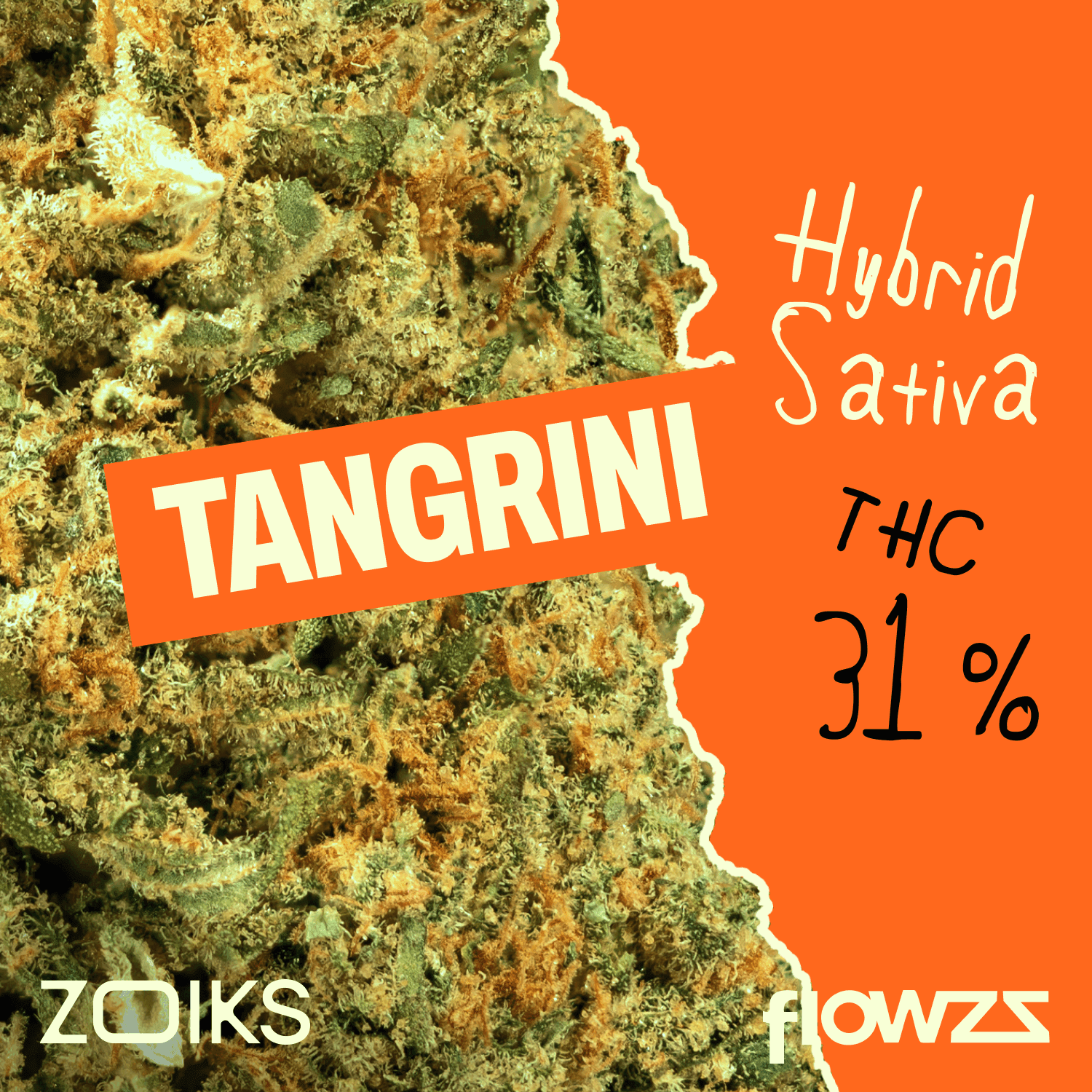 ZOIKS 31/1 TG Tangrini