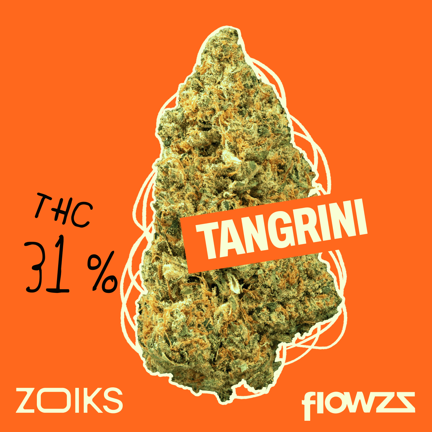 ZOIKS 31/1 TG Tangrini