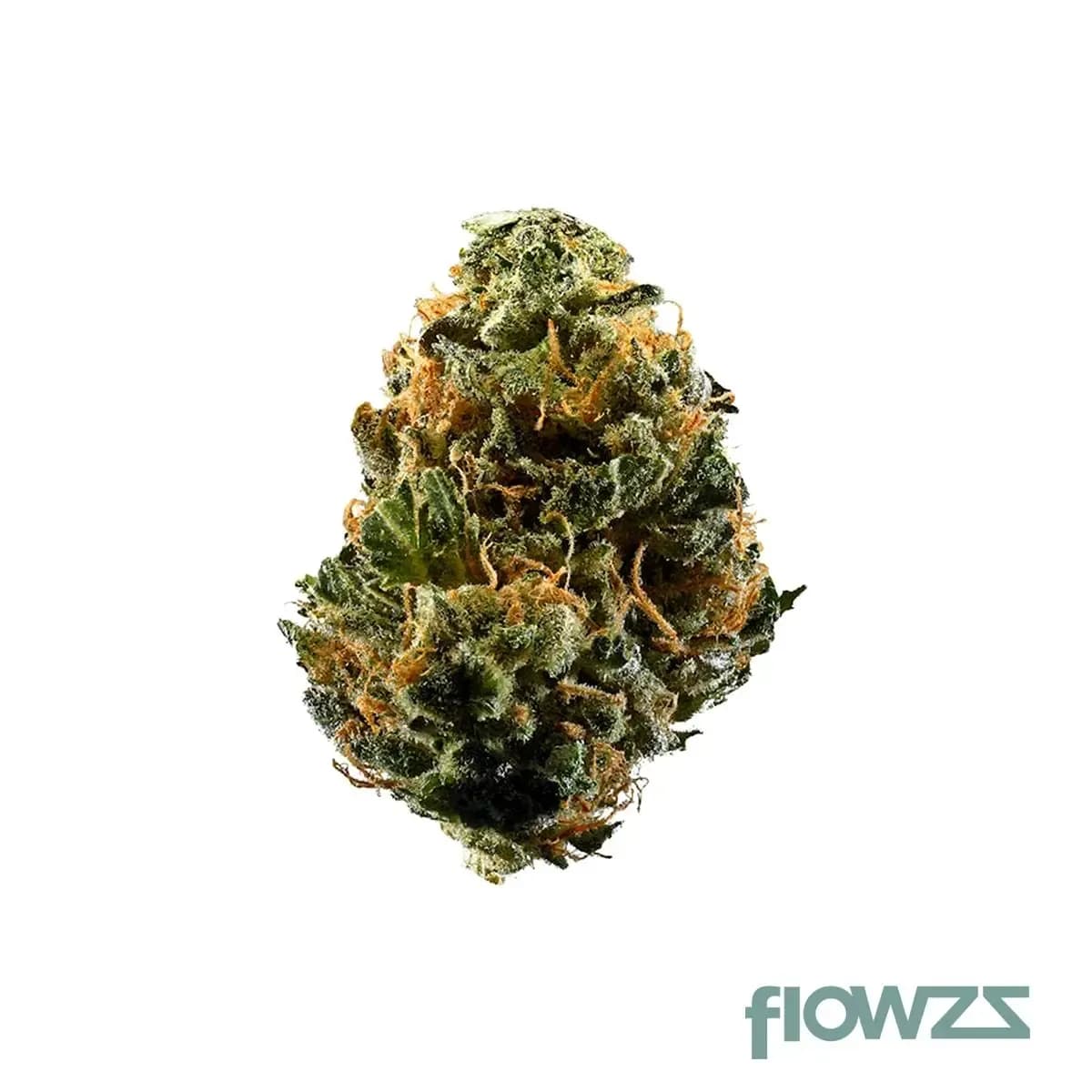 cannovum-natura-khz-28-1-karels-aze