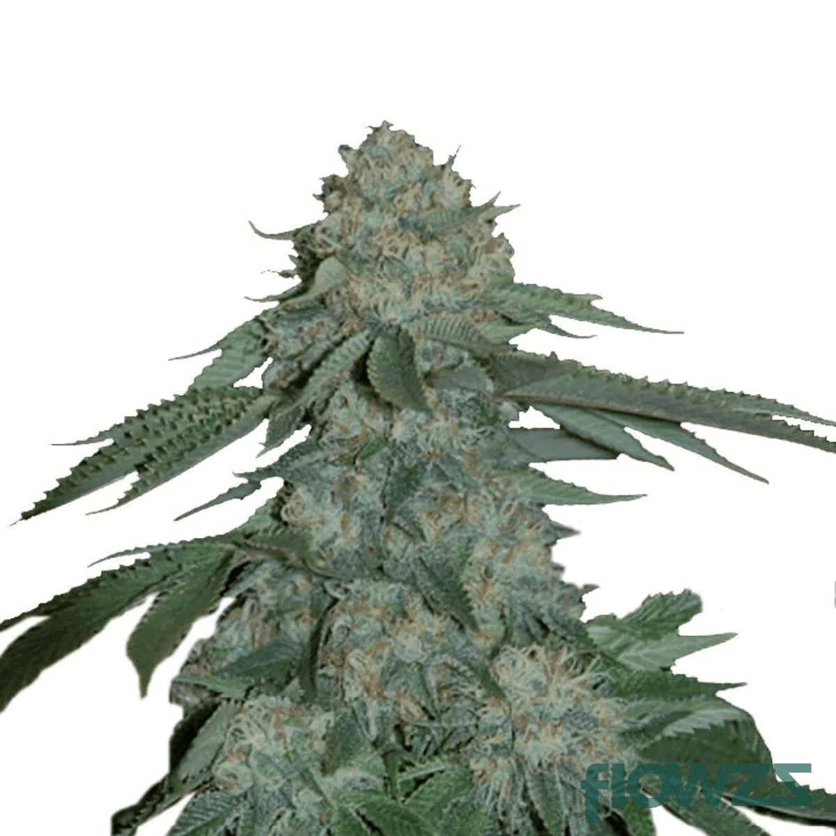 ko-kush-sherbert-pt-cannabis-strain