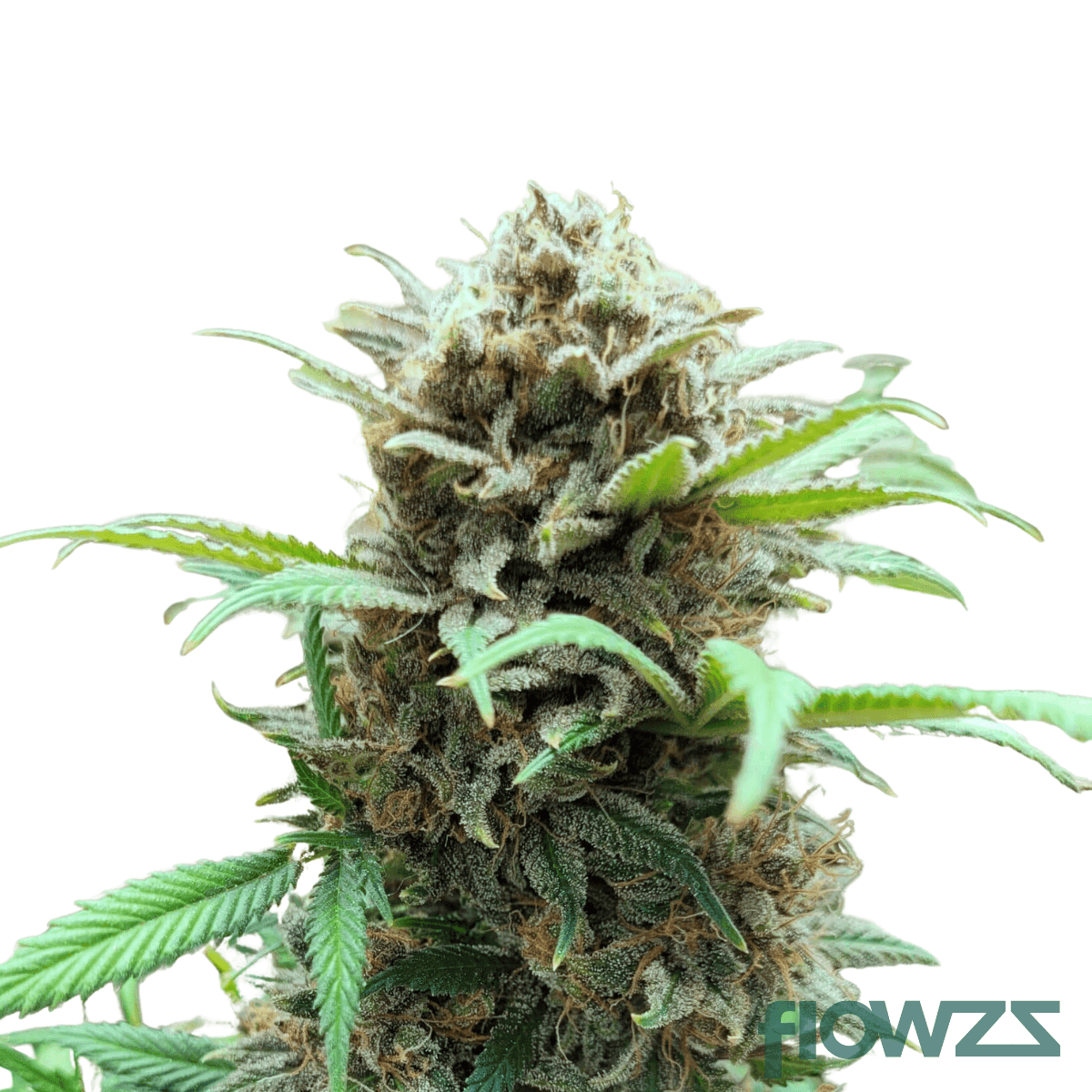 nova-cannabis-strain