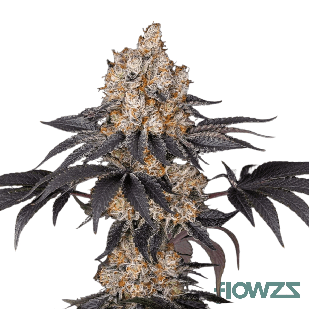 iberian-icecream-33-cannabis-strain