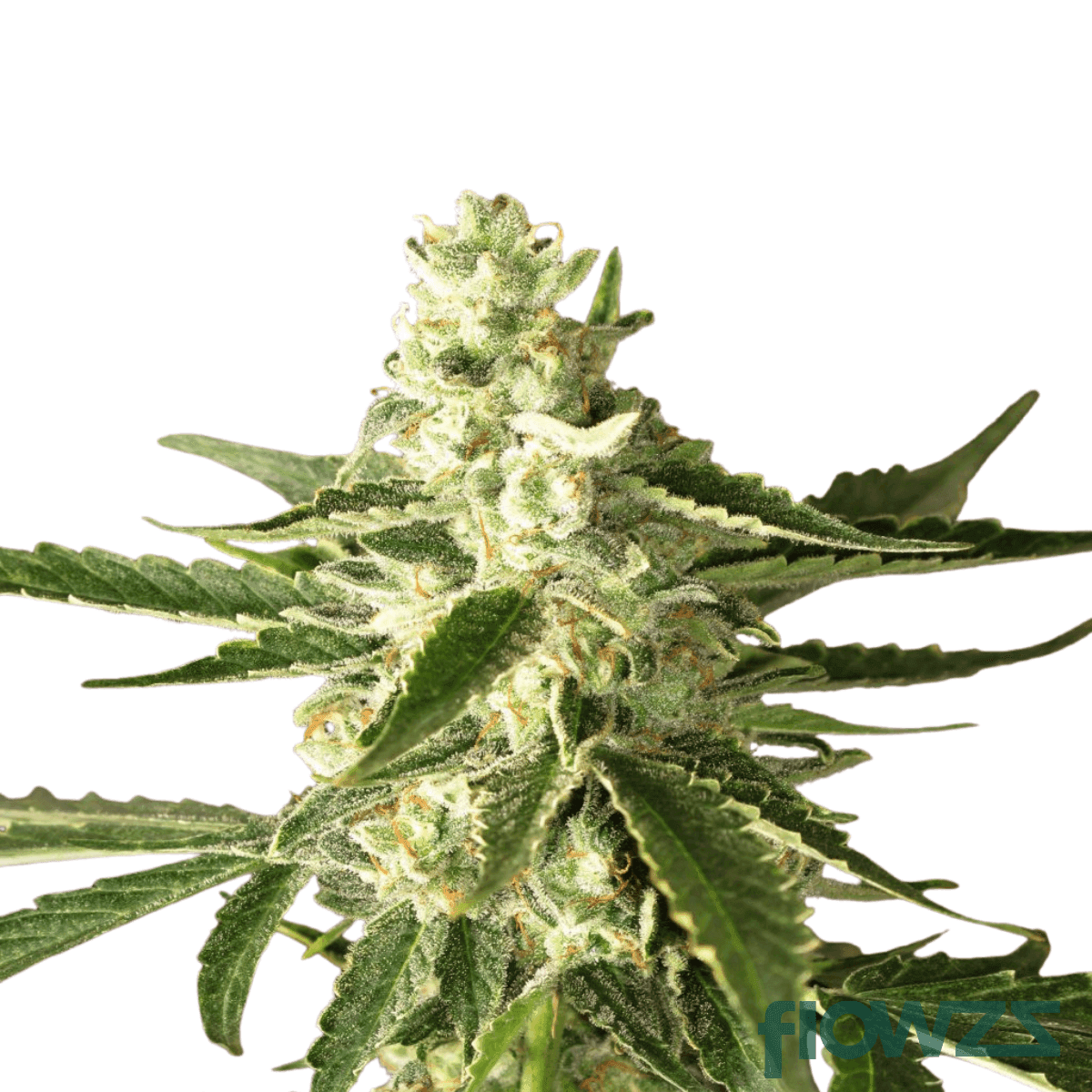 fiestaz-cannabis-strain