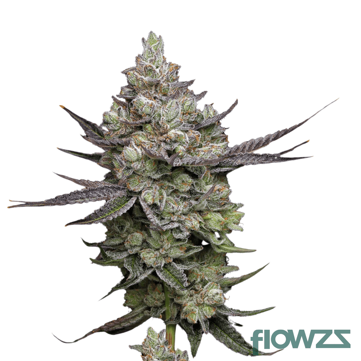 ice-cream-man-cannabis-strain