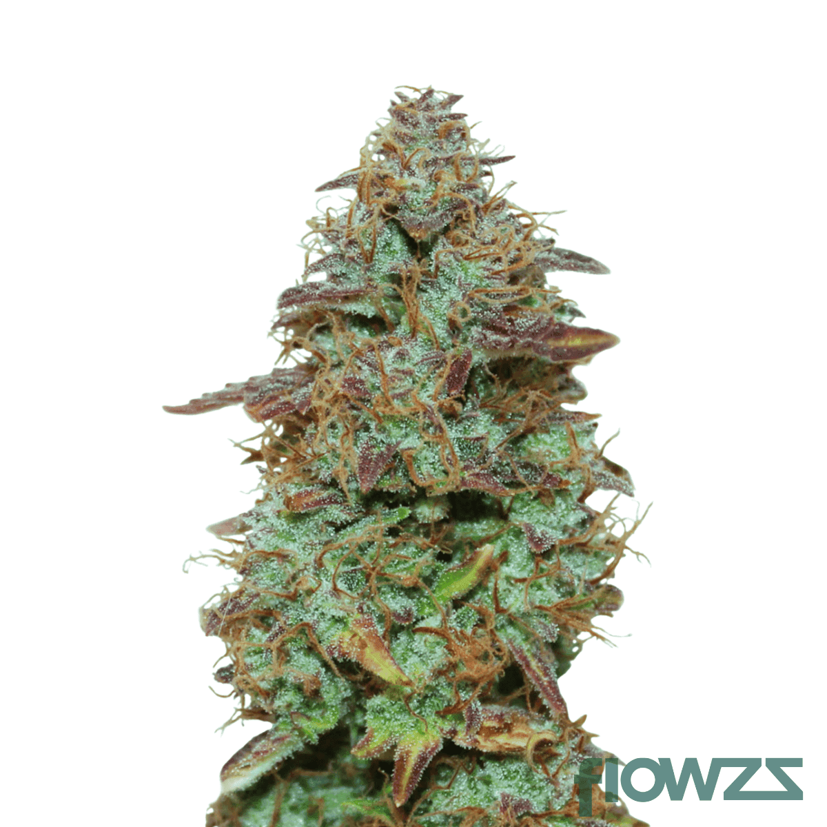 exotic-marker-cannabis-strain