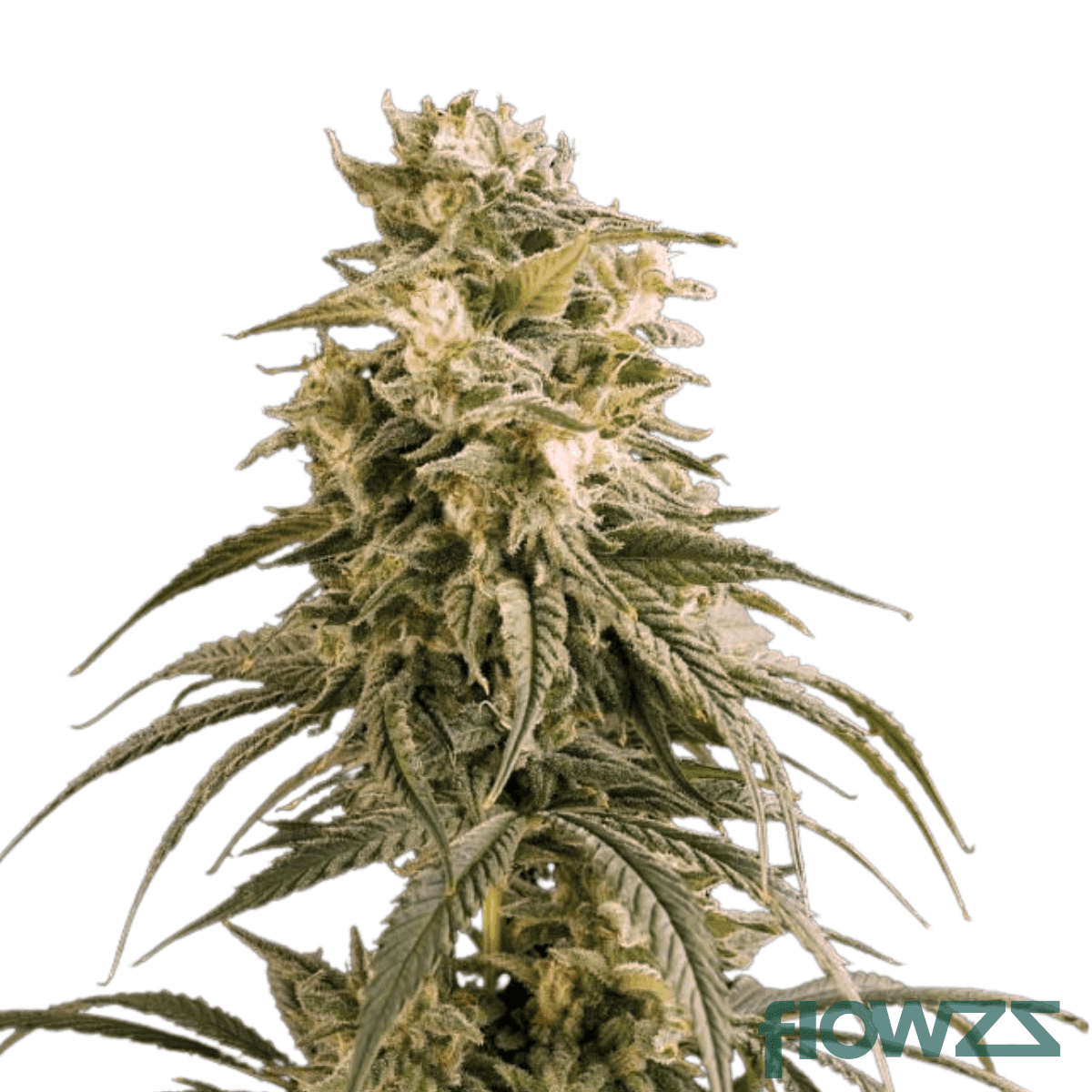 peyote-wifi-cannabis-strain