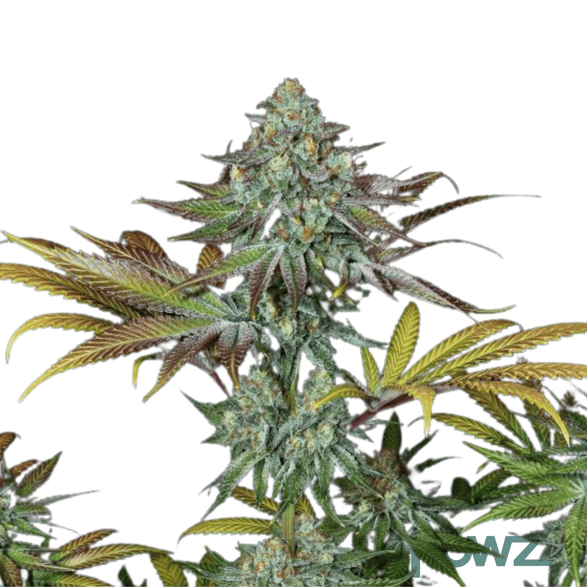 gelato-45-cannabis-strain