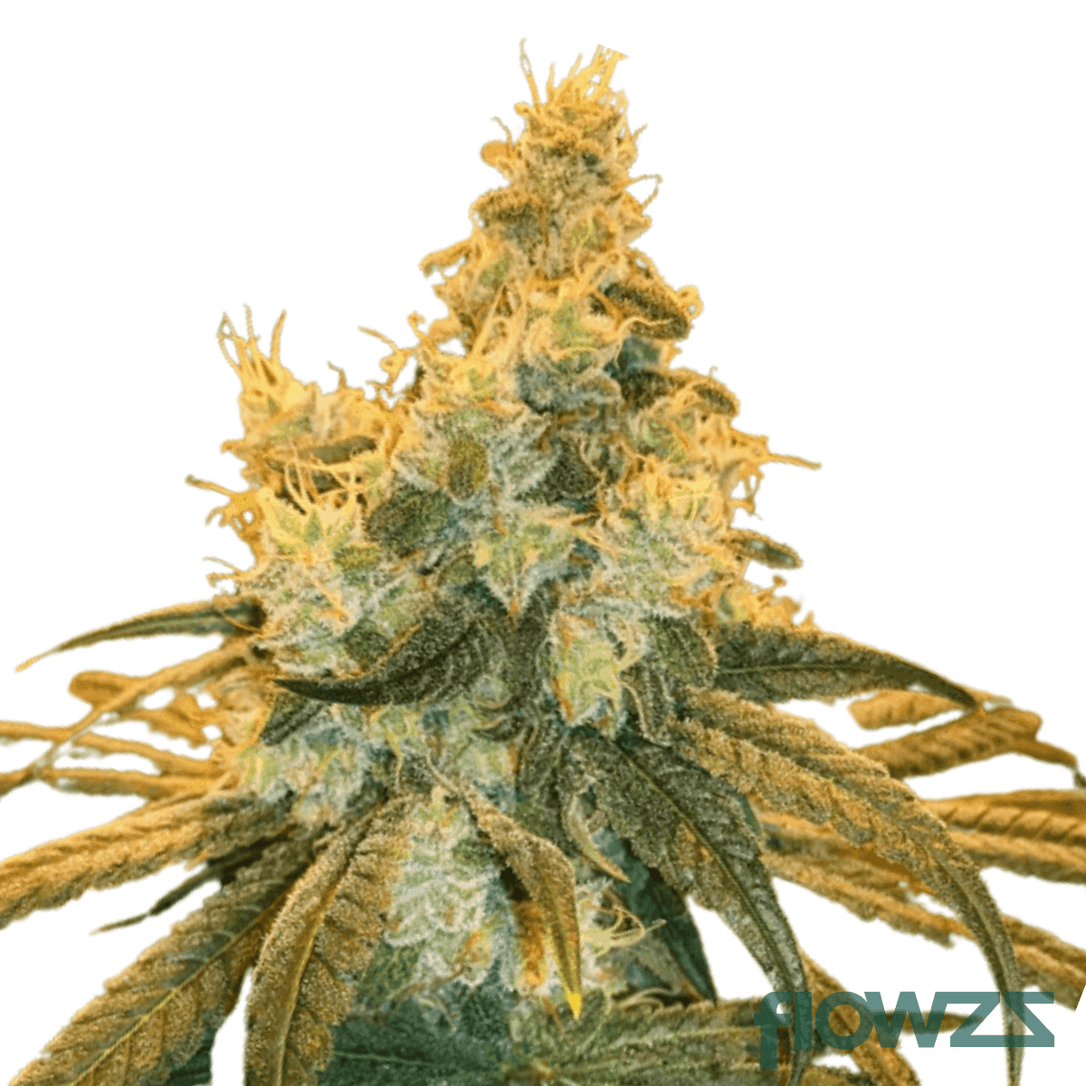 sour-cherry-punch-cannabis-strain