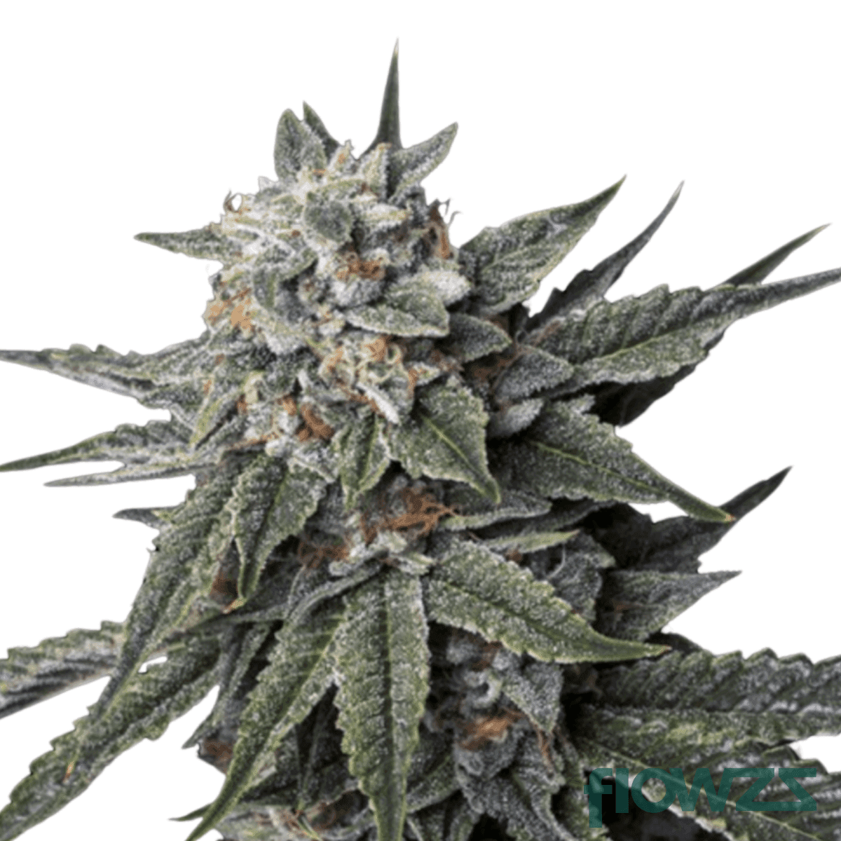 strawberry-grail-cannabis-strain