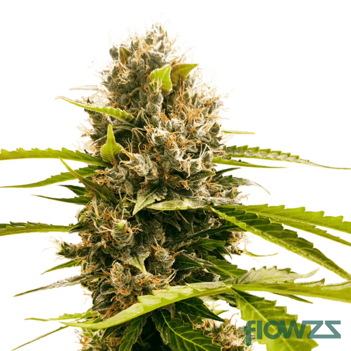 mandarin-kush-cannabis-strain