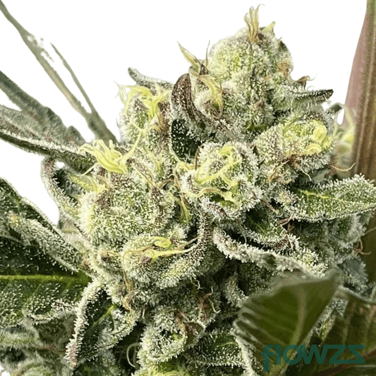 ko-x-sherbet-shocker-cannabis-strain