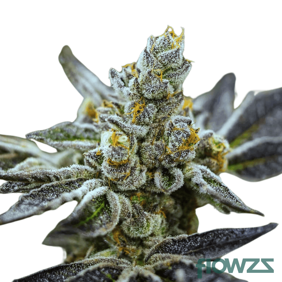 platinum-dosi-dos-strain