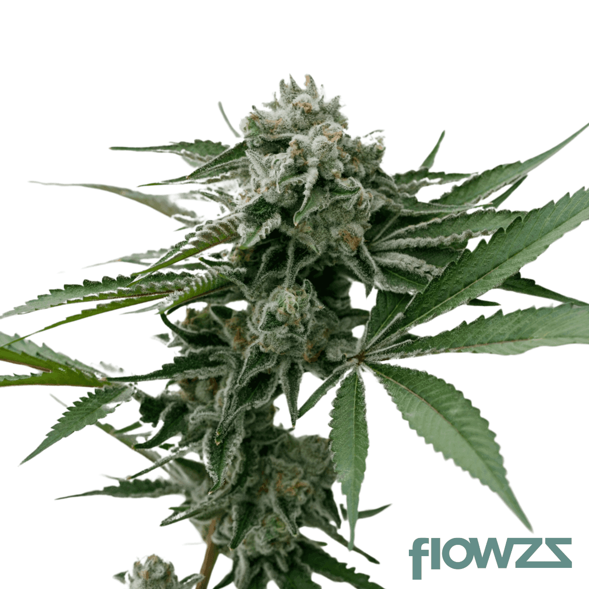 berry-cream-puff-cannabis-strain