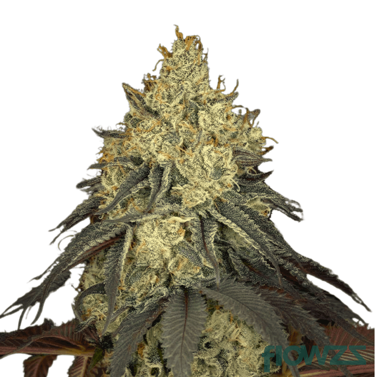 lemorange-cannabis-strain