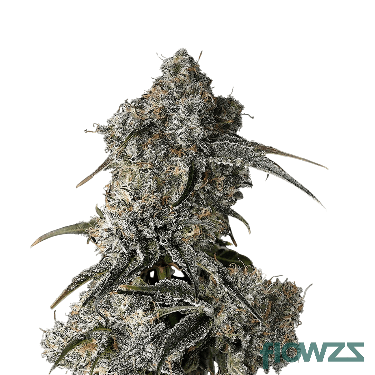 beach-crasher-cannabis-strain