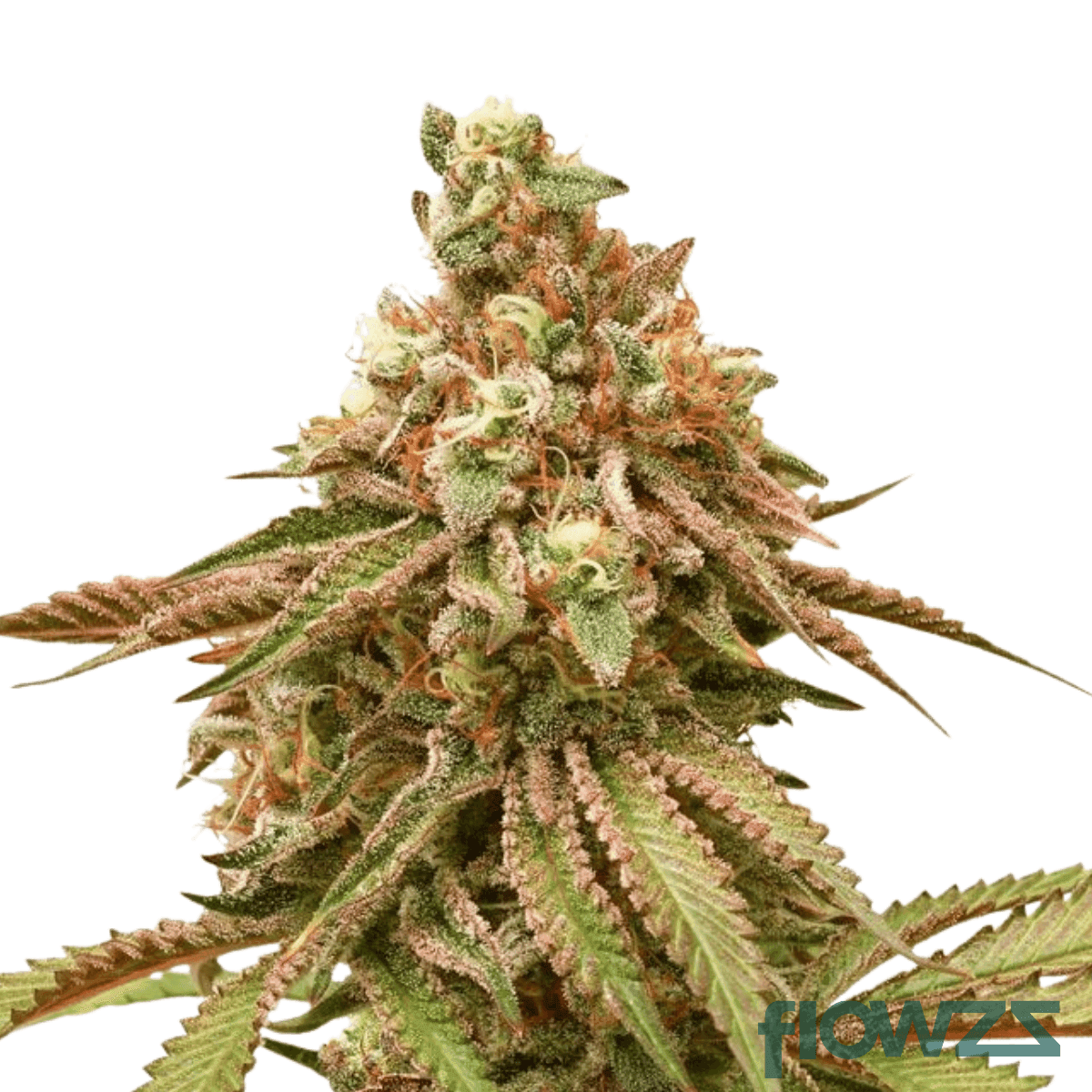 tangie-pave-cannabis-strain