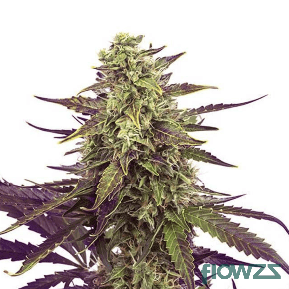 cereal-milk-cannabis-strain