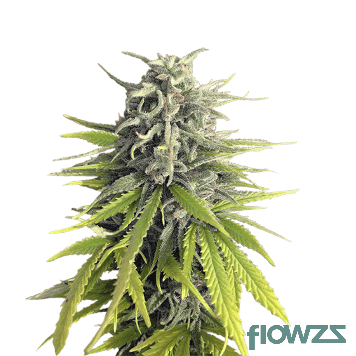 black-mountain-side-cannabis-strain