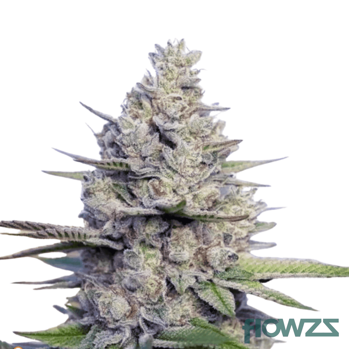 sour-sundae-cannabis-strain