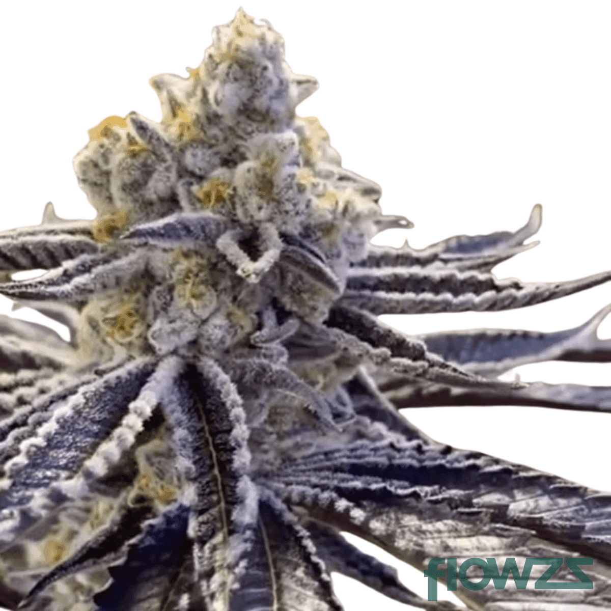 motor-crasher-cannabis-strain