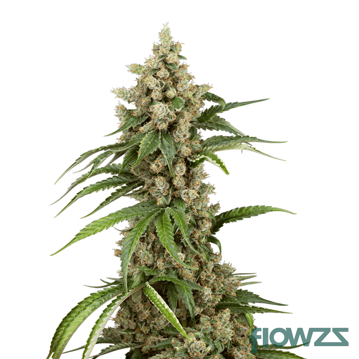 tropic-boom-cannabis-strain