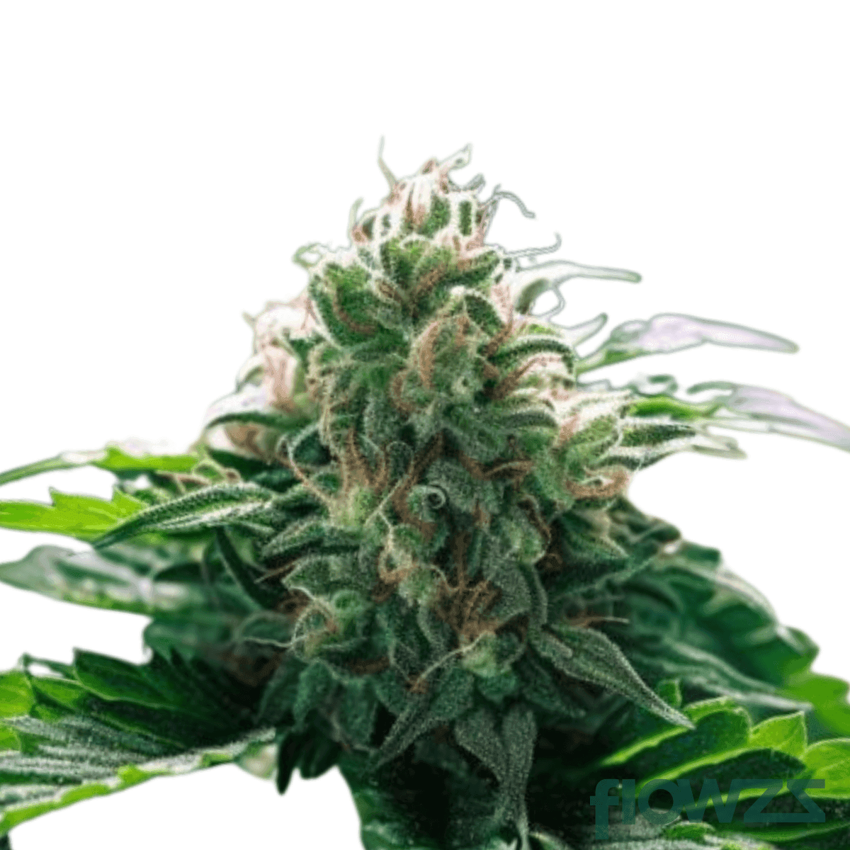 cherry-cheesecake-cannabis-strain