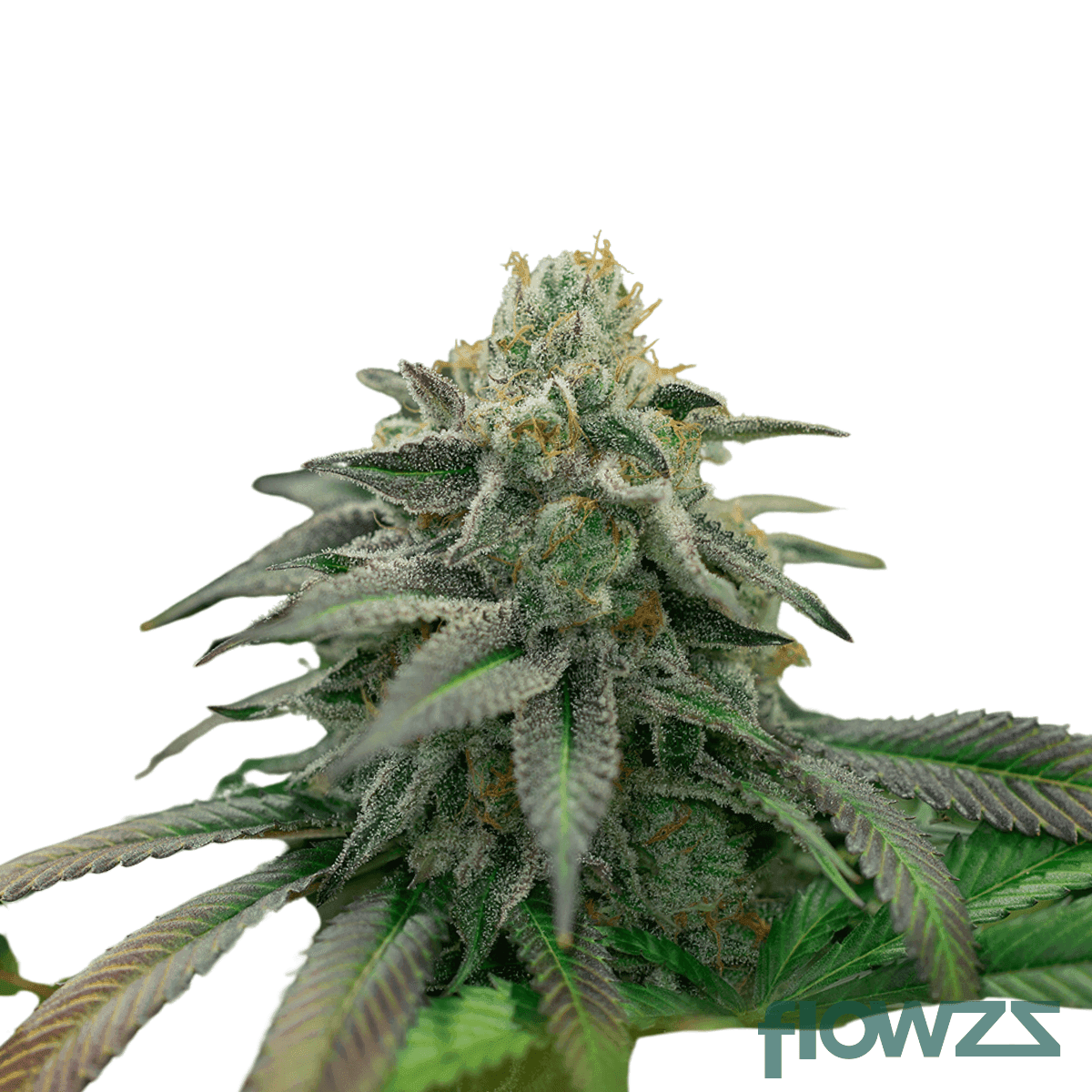 cape-canaveral-cannabis-strain