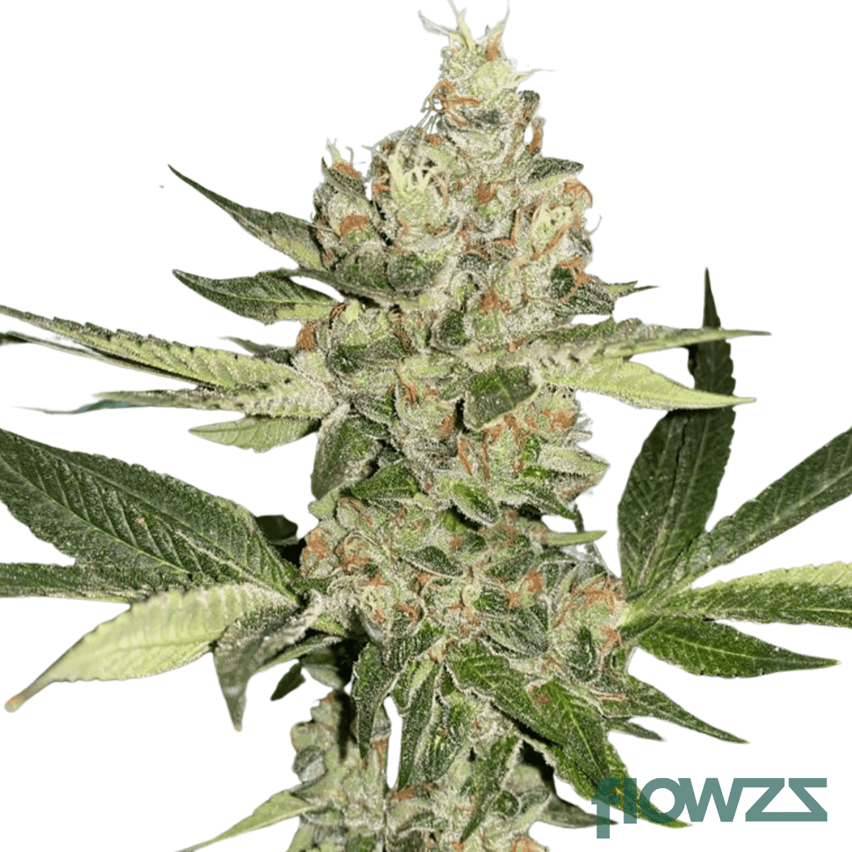 godfather-biscotti-cannabis-strain