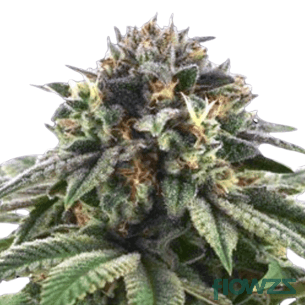 grape-la-cannabis-strain