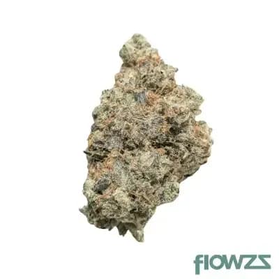 bathera-35-1-pp-polar-pop