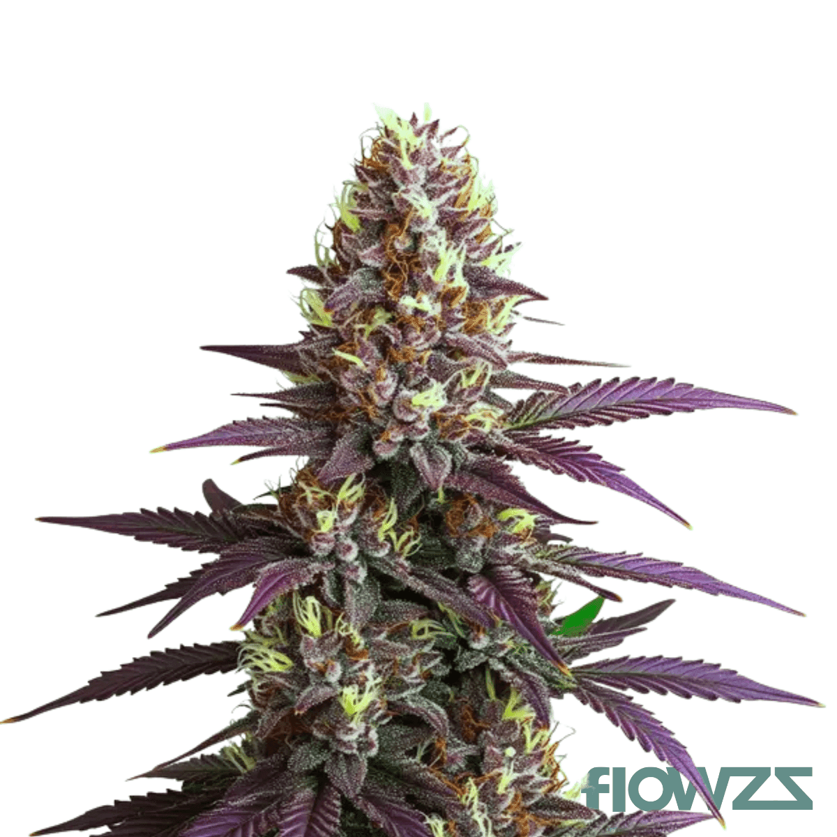 bunatic-cannabis-strain