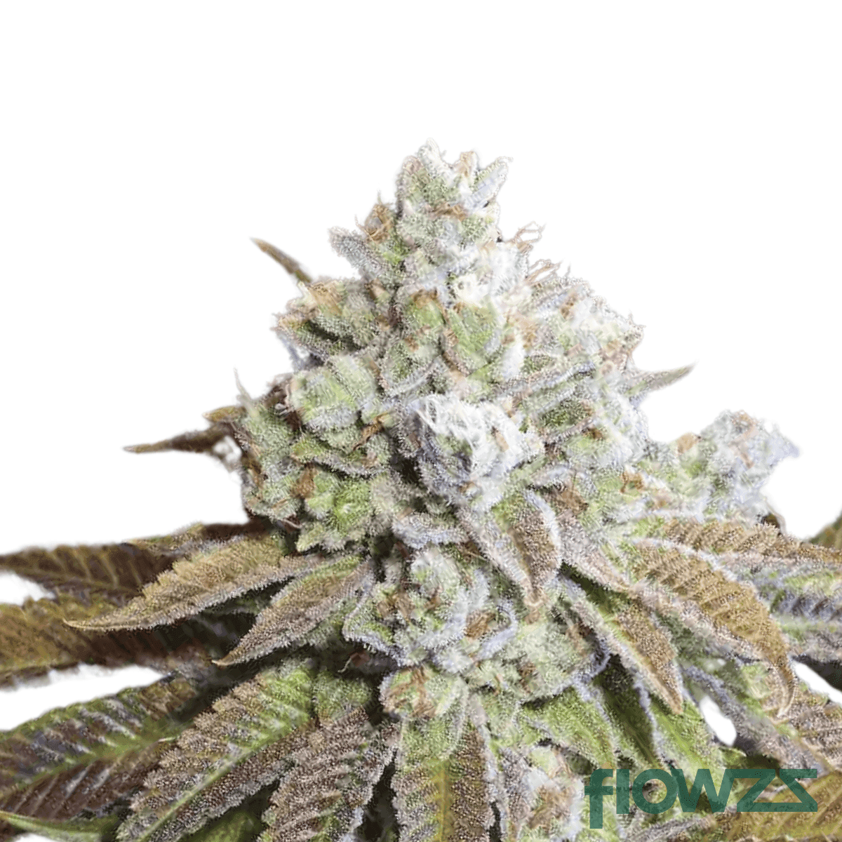 death-star-cannabis-strain