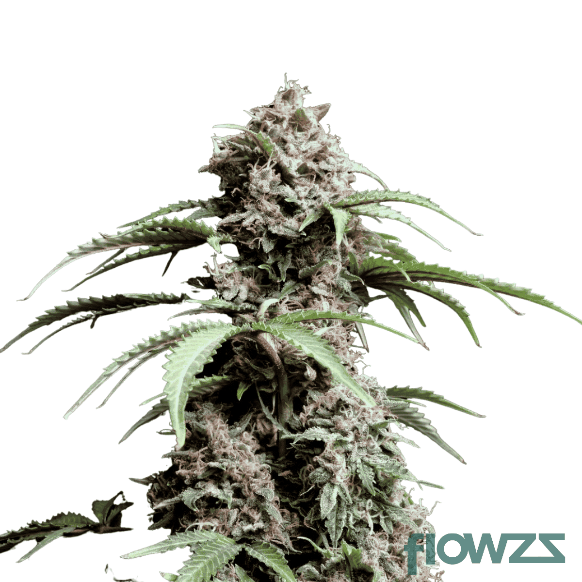 amnesia-skittles-cannabis-strain