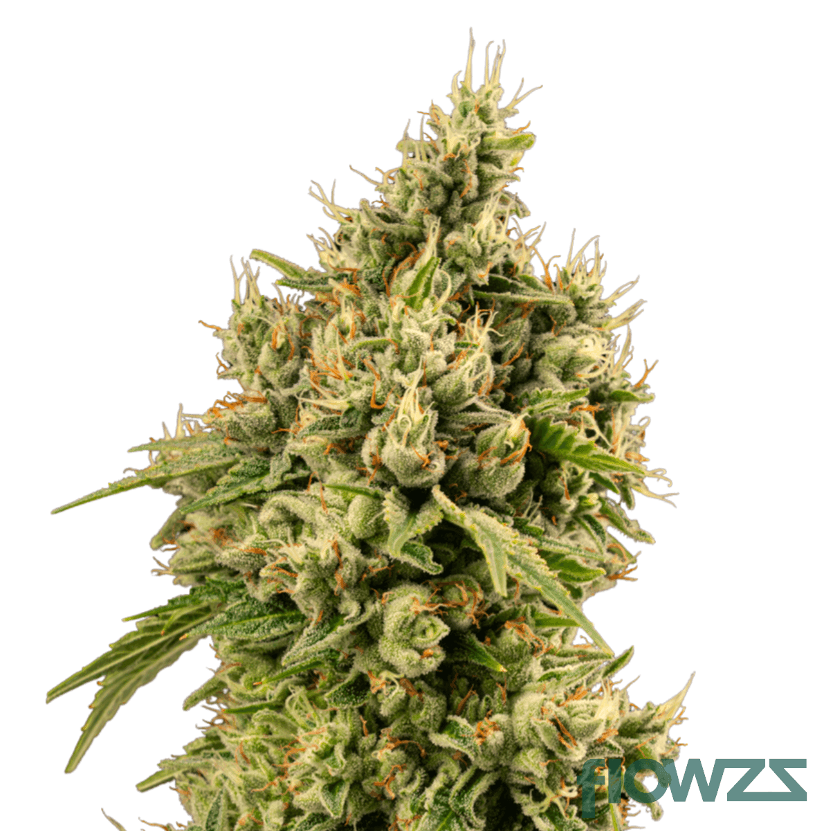 chem-de-la-chem-cannabis-strain